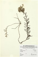 藏品(抱莖籟蕭)的圖片